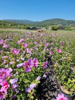 Altheastruik (Hibiscus Syriacus 'Rose Moon') -Directplant Winkel hibiscus rose moon 4 1