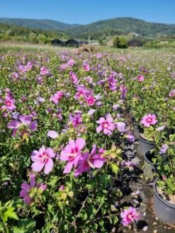 Altheastruik (Hibiscus Syriacus 'Rose Moon') -Directplant Winkel hibiscus rose moon 6 1