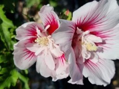 Altheastruik (Hibiscus Syriacus 'Starburst Chiffon') -Directplant Winkel hibiscus stardust chiffon 1 1