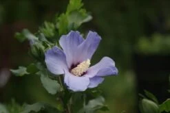 Altheastruik Op Stam (Hibiscus Syriacus 'Oiseau Blue') -Directplant Winkel hibiscus syr. oiseau blue 3