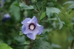 Altheastruik Op Stam (Hibiscus Syriacus 'Oiseau Blue') -Directplant Winkel hibiscus syr oiseau bleu 2