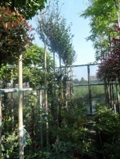 Altheastruik Als Boom (Hibiscus Syriacus 'Oiseau Blue') 11 Altheastruik Als Boom (Hibiscus Syriacus 'Oiseau Blue') -Directplant Winkel hibiscus syriacus in soorten 10 12ho cont