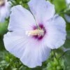 Altheastruik Op Stam (Hibiscus Syriacus 'Oiseau Blue') -Directplant Winkel hibiscus syriacus oiseau bleu