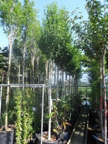 Altheastruik Als Boom (Hibiscus Syriacus 'Oiseau Blue') 5 Altheastruik Als Boom (Hibiscus Syriacus 'Oiseau Blue') - Afbeelding 3