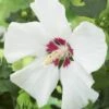 Altheastruik Op Stam (Hibiscus Syriacus 'Red Heart') -Directplant Winkel hibiscus syriacus red heart 1