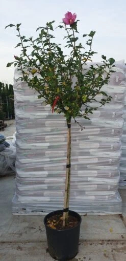 Altheastruik Op Stam (Hibiscus Syriacus 'Woodbridge') -Directplant Winkel hibiscus woodbridge