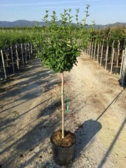 Altheastruik Als Halfstam (Hibiscus Syriacus 'Hamabo') -Directplant Winkel hibiscushamabohalfstam02