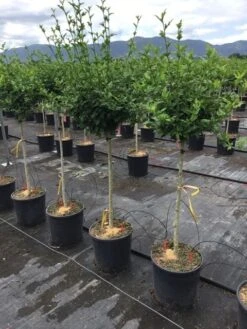 Altheastruik Als Halfstam (Hibiscus Syriacus 'Hamabo') -Directplant Winkel hibiscushamabohalfstam03