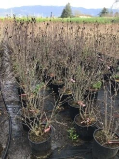 Altheastruik (Hibiscus Syriacus 'Pink Chiffon') -Directplant Winkel hibiscuspinkchiffon 1