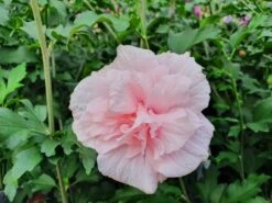 Altheastruik (Hibiscus Syriacus 'Pink Chiffon') -Directplant Winkel hibiscuspinkchiffon01 1