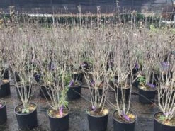 Altheastruik (Hibiscus Syriacus 'Purple Ruffles') -Directplant Winkel hibiscuspurpleruffles02