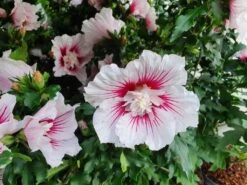 Altheastruik (Hibiscus Syriacus 'Starburst Chiffon') -Directplant Winkel hibiscusstarburstchiffon01 1