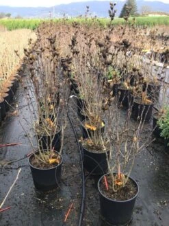 Altheastruik (Hibiscus Syriacus 'Starburst Chiffon') -Directplant Winkel hibiscusstarburstchiffon02 1