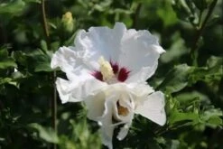 Altheastruik Als Boom (Hibiscus Syriacus 'Red Heart') -Directplant Winkel hibiscussyriacus redheart03b 1