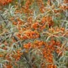 Duindoorn (Hippophae Rhamnoides) -Directplant Winkel hippophae rhamnoides 1