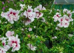 Altheastruik (Hibiscus Syriacus 'Starburst Chiffon') -Directplant Winkel hisrwoo6 hibiscus starburst chiffon flower