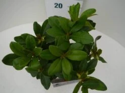 Rhododendron (Rhododendron 'Horizon Monarch') -Directplant Winkel hor. monarch c2 boven 2