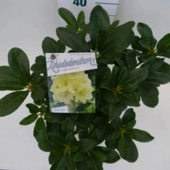 Rhododendron (Rhododendron 'Horizon Monarch') -Directplant Winkel hor. monarch c5 boven 2