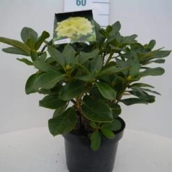 Rhododendron (Rhododendron 'Horizon Monarch') -Directplant Winkel hor. monarch c5 voor 2
