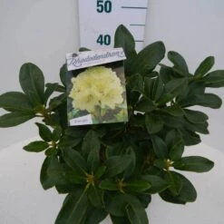 Rhododendron (Rhododendron 'Horizon Monarch') -Directplant Winkel hor. monarch c5 zij 1