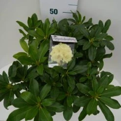 Rhododendron (Rhododendron 'Horizon Monarch') -Directplant Winkel hor monarch c7.5 boven 1