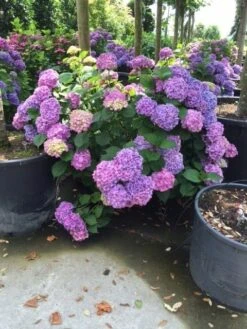 Hortensia (Hydrangea 'Endless Summer' Blauw) -Directplant Winkel hortensia blauw c50 1