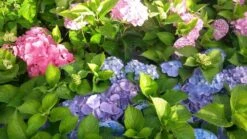 Hortensia (Hydrangea 'Endless Summer' Blauw) -Directplant Winkel hortensia endless summer 1 1