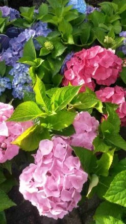 Hortensia (Hydrangea 'Endless Summer' Blauw) -Directplant Winkel hortensia endless summer 2 1 2