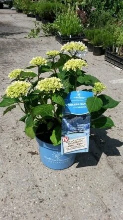Hortensia (Hydrangea 'Endless Summer' Blauw) -Directplant Winkel hortensia endless summer 3