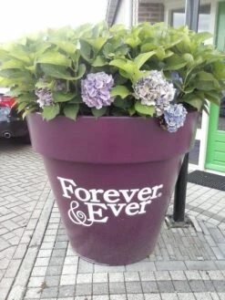 Hortensia Blauw (Hydrangea 'Forever&Ever') 14 Hortensia Blauw (Hydrangea 'Forever&Ever') -Directplant Winkel hortensia forever ever 2 1