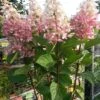 Pluimhortensia Op Stam (Hydrangea Paniculata 'Pinky Winky') 2 Pluimhortensia Op Stam (Hydrangea Paniculata 'Pinky Winky') -Directplant Winkel hortensia p. pinky winky op stam 2
