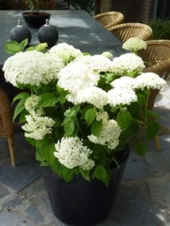 Hortensia (Hydrangea 'Strong Annabelle') -Directplant Winkel hydrangea arb incrediball 1