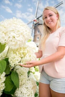 Hortensia (Hydrangea 'Strong Annabelle') 33 Hortensia (Hydrangea 'Strong Annabelle') -Directplant Winkel hydrangea arbo. strong annabelle