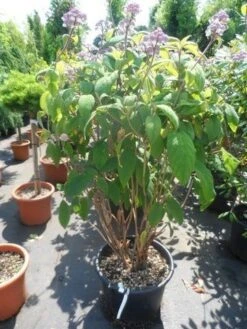 Fluweelhortensia (Hydrangea Aspera 'Macrophylla') -Directplant Winkel hydrangea aspera macrophylla 125 150 175 c50