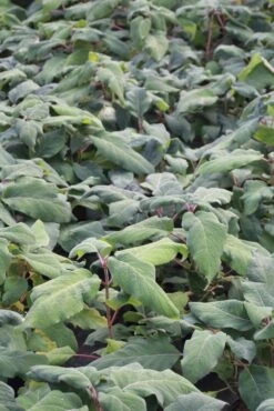 Fluweelhortensia (Hydrangea Aspera 'Macrophylla') -Directplant Winkel hydrangea aspera macrophylla 1