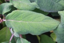 Fluweelhortensia (Hydrangea Aspera 'Macrophylla') -Directplant Winkel hydrangea aspera macrophylla 2