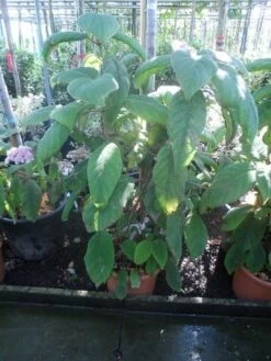 Fluweelhortensia (Hydrangea Aspera 'Sargentiana') -Directplant Winkel hydrangea aspera sargentiana 60 80 100 c15