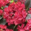 Hortensia (Hydrangea Black Diamonds Dark Angel) -Directplant Winkel hydrangea black diamonds dark angel 2 2