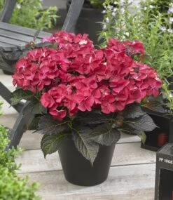 Hortensia (Hydrangea Black Diamonds Dark Angel) -Directplant Winkel hydrangea black diamonds dark angel 2 1