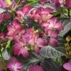 Hortensia (Hydrangea Black Diamonds Dark Angel Purple) 1 Hortensia (Hydrangea Black Diamonds Dark Angel Purple) -Directplant Winkel hydrangea black diamonds dark angel purple 2