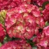 Hortensia (Hydrangea Black Diamonds Red Angel) -Directplant Winkel hydrangea black diamonds red angel 2