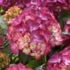 Hortensia (Hydrangea Black Diamonds Red Angel Purple) -Directplant Winkel hydrangea black diamonds red angel purple 2 2