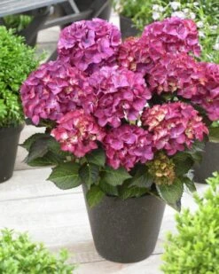 Hortensia (Hydrangea Black Diamonds Red Angel Purple) -Directplant Winkel hydrangea black diamonds red angel purple 3 2
