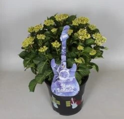 Hortensia Blue Ballad (Hydrangea 'Music Collection') -Directplant Winkel hydrangea blue ballad c5 3
