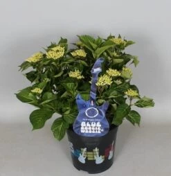 Hortensia Blue Boogiewoogie (Hydrangea 'Music Collection') -Directplant Winkel hydrangea blue boogiewoogie 3 1 2