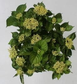 Hortensia Blue Boogiewoogie (Hydrangea 'Music Collection') -Directplant Winkel hydrangea blue boogiewoogie 4 1