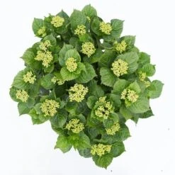 Hortensia Deep Purple Dance (Hydrangea 'Music Collection') -Directplant Winkel hydrangea deep purple dance c5 3 2