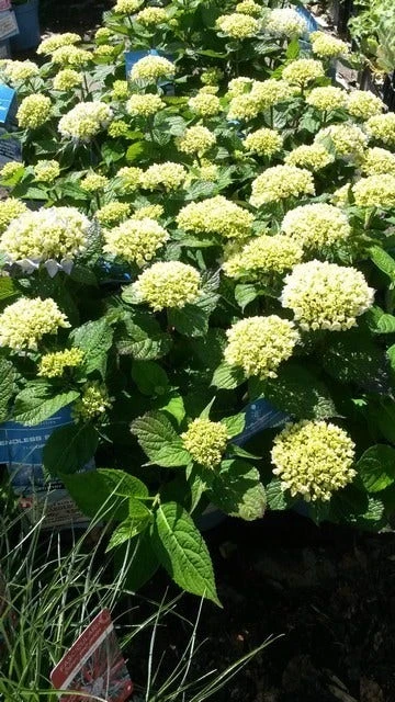 Hortensia (Hydrangea 'Endless Summer The Bride') 5 Hortensia (Hydrangea 'Endless Summer The Bride') - Afbeelding 3