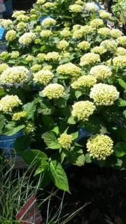 Hortensia (Hydrangea 'Endless Summer The Bride') -Directplant Winkel hydrangea endless summer 1