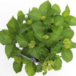 Hortensia Blauw (Hydrangea 'Forever&Ever') 13 Hortensia Blauw (Hydrangea 'Forever&Ever') -Directplant Winkel hydrangea forever ever blue boven bewerkt